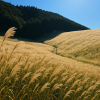 Sengokuhara Pampas Grass Field