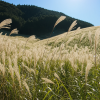 Sengokuhara Pampas Grass Field