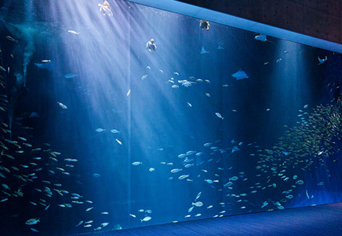 Shikoku Aquarium