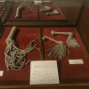 Shima no Yakata Museum