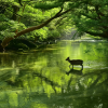 Shiratani Unsuikyo Ravine
