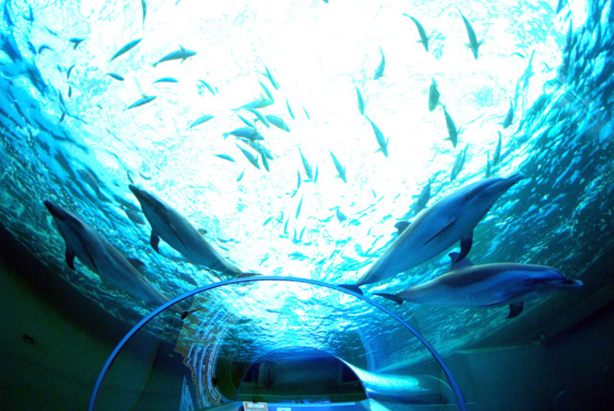 Taiji Whale Museum