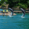 Taiji Whale Museum