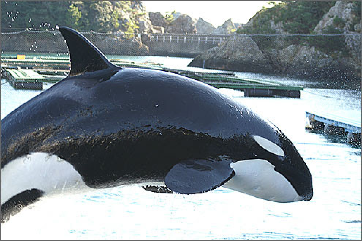 Taiji Whale Museum