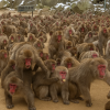 Takasaki Monkey Park