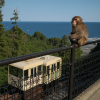 Takasaki Monkey Park