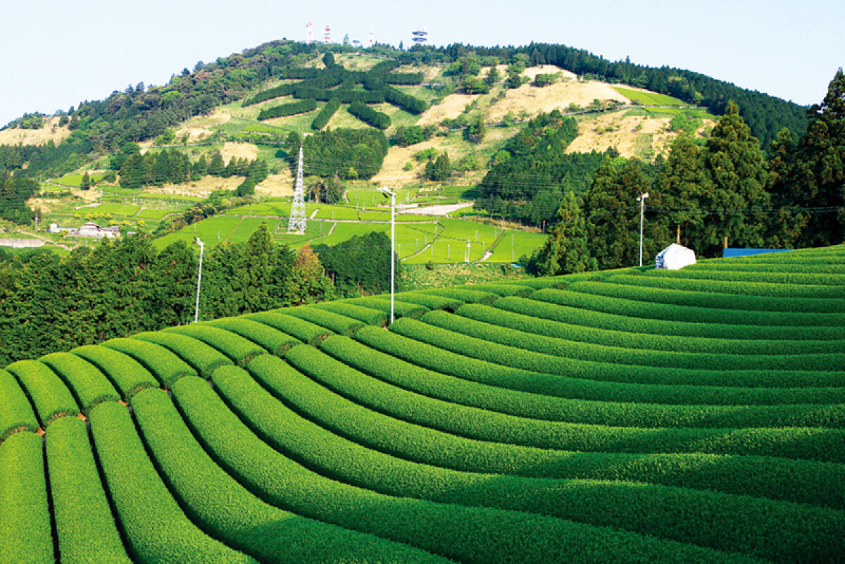 Kakegawa Tea fields