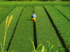 Kakegawa Tea fields