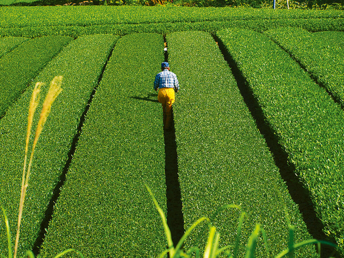 Kakegawa Tea fields