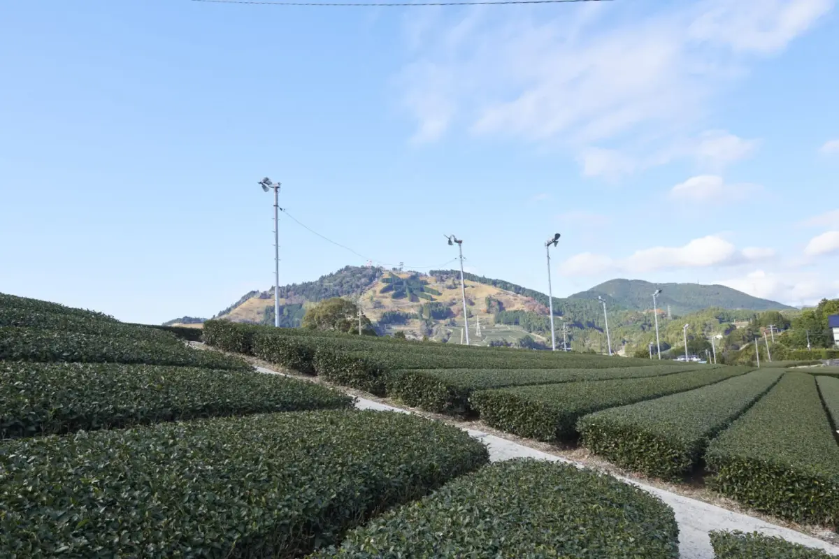 Kakegawa Tea fields
