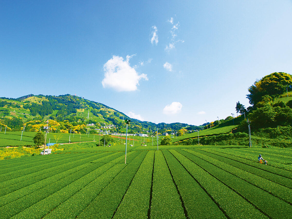 Kakegawa Tea fields