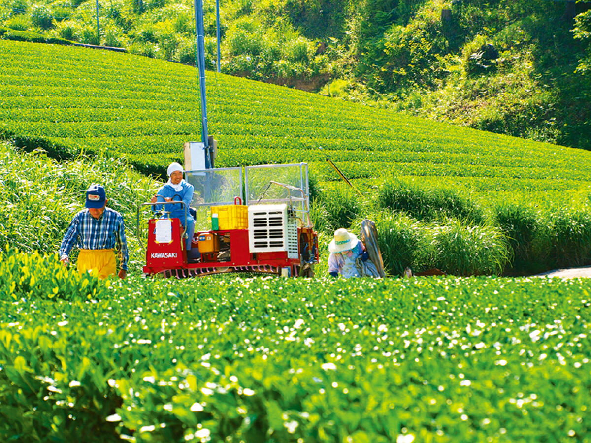 Kakegawa Tea fields