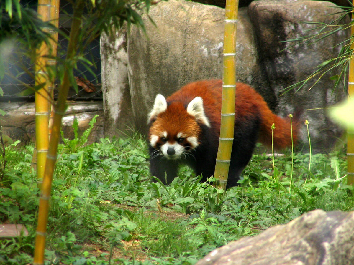 Tennoji Zoo