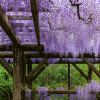 Tenshaen Garden