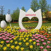 Tonami Tulip Fair