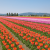 Tonami Tulip Fair