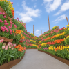 Tonami Tulip Fair
