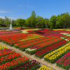 Tonami Tulip Fair