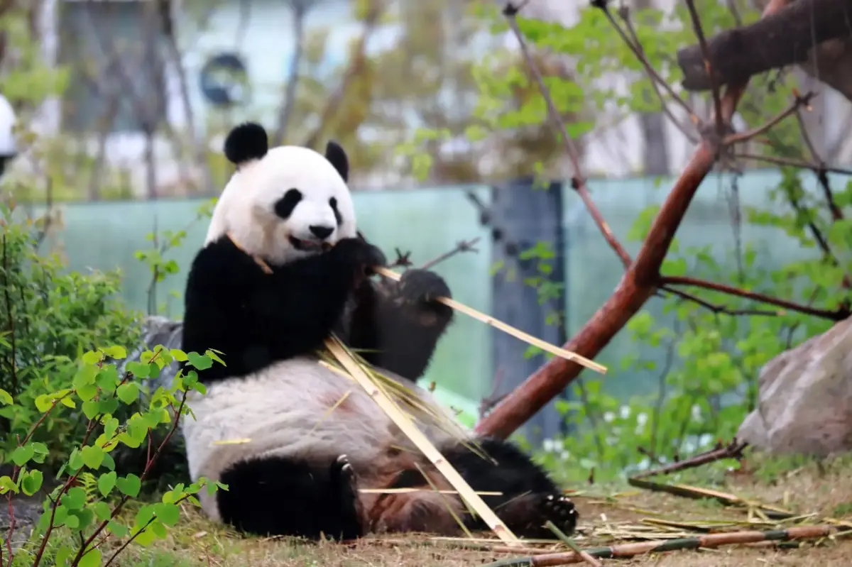 Ueno Zoo