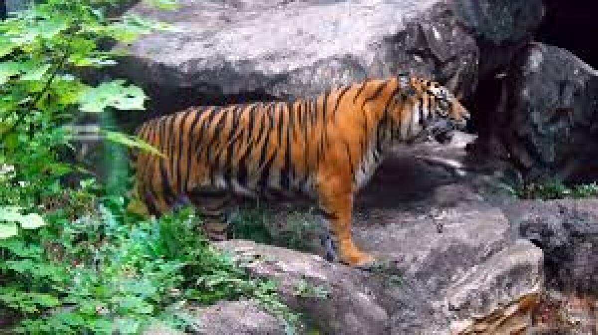 Ueno Zoo