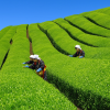 Uji Tea