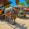 Water Buffalo Cart Rides