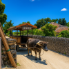 Water Buffalo Cart Rides