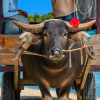 Water Buffalo Cart Rides