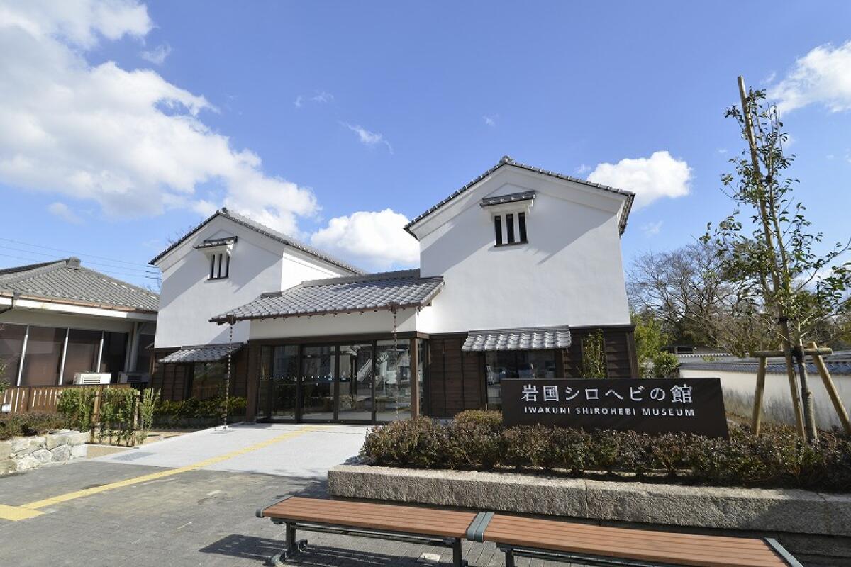 White Snakes of Iwakuni