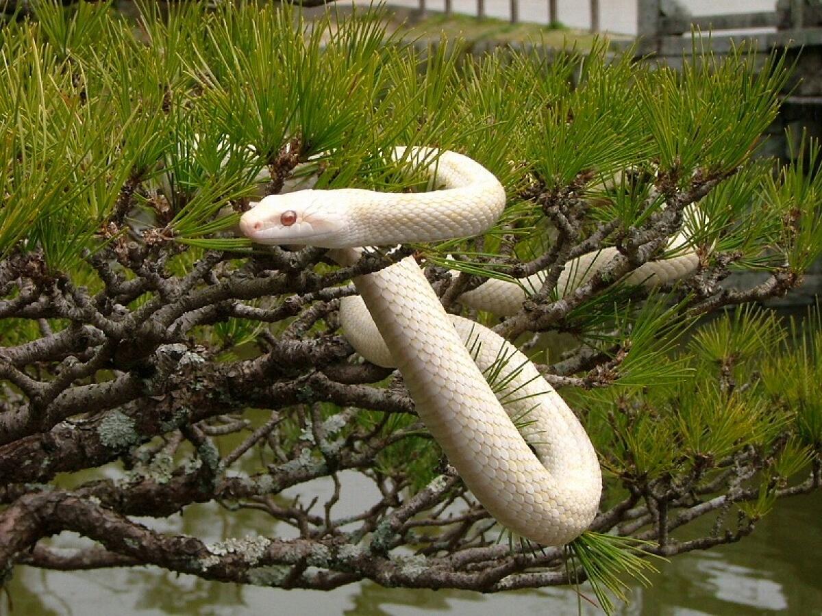 White Snakes of Iwakuni