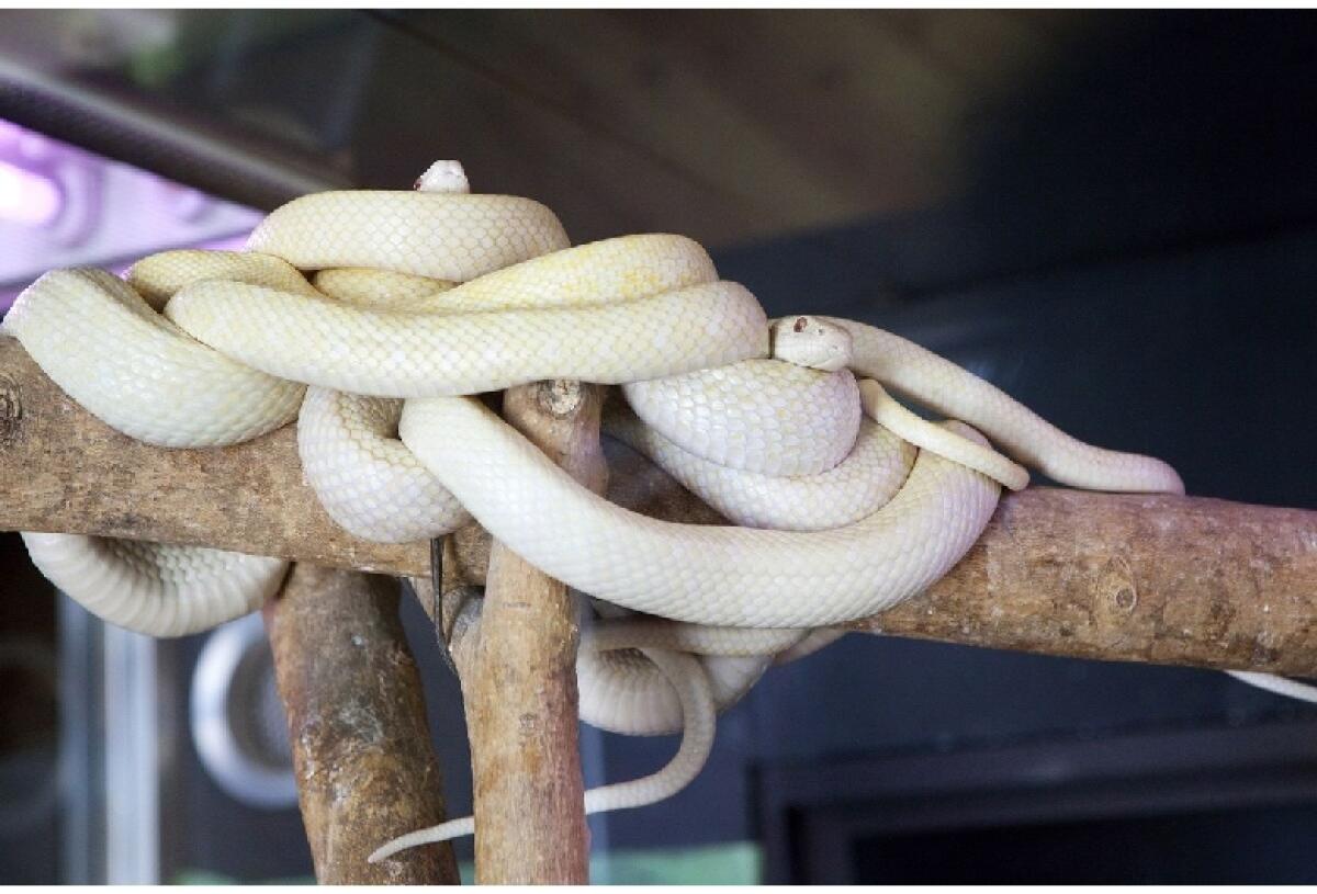 White Snakes of Iwakuni