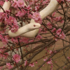 White Snakes of Iwakuni