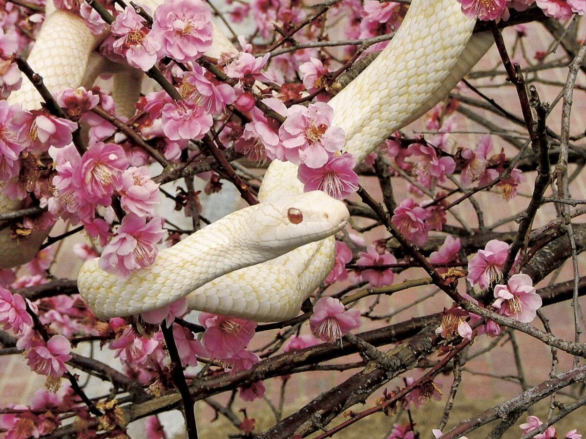 White Snakes of Iwakuni