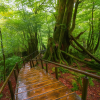 Yakusugi Land