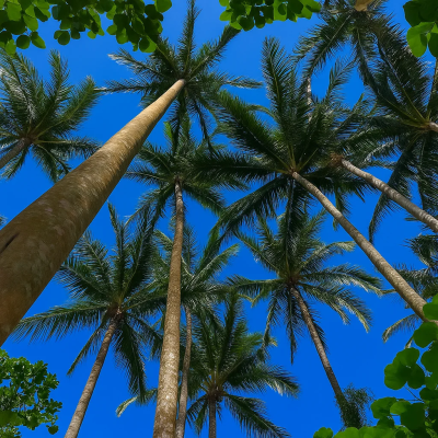 Yonehara Palm Tree Groves