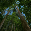 Yonehara Palm Tree Groves