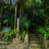 Yonehara Palm Tree Groves
