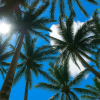 Yonehara Palm Tree Groves