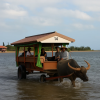 Yubujima Suigyu Cart Ride