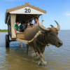 Yubujima Suigyu Cart Ride