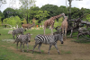 Zoorasia
