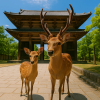Nara
