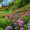 Hydrangea Season Festival