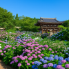 Hydrangea Season Festival