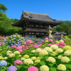 Hydrangea Season Festival