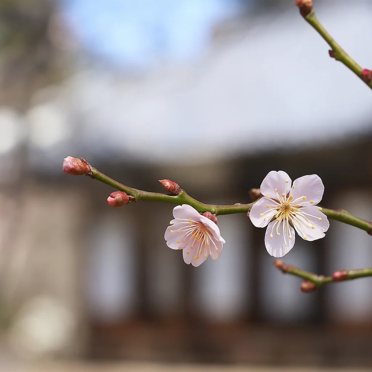 Mito Plum Festival