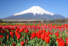 Yamanashi