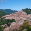 Yoshino