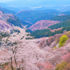 Yoshino